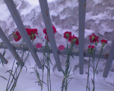 Цветы у ограды посольства Сербии